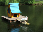 swan_on_a_pond