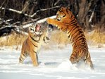 tigers