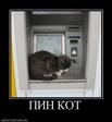 114533_pin-kot