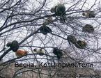 коты прилетели[1]