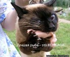 колбаса[1]