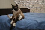 гладить[1]