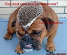 ежик[1]