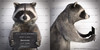 levi-ks-raccoon-bandit-all-03