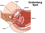 g-spot