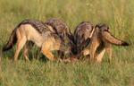 Jackal Clan