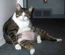 Shy Cat