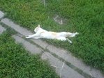 михалыч спит