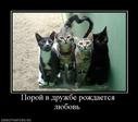 769507_poroj-v-druzhbe-rozhdaetsya-lyubov-