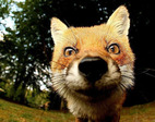 fox_closeup