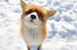 real_fox