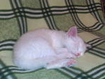 26062007417