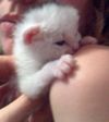2 недели