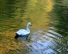 Водоплавающая птица