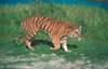foto-tiger4