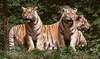 foto-tiger7
