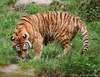 foto-tiger3