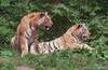 foto-tiger9