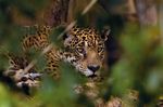 jaguar zasada