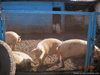 к концу великой остались только фуларты...