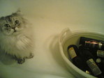 Алклкокотик!