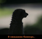gde_bamper
