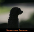 gde_bamper