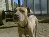PIT BULL.jpg