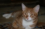 z_62688fb0