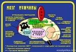 Мозг !