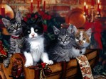 05_new_year_cats