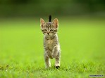 cat_2
