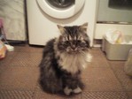 мой кот (то из чего делают чебуреки)