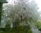 вишня