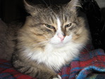 Мой кот.