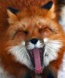 =^.^=