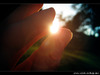 1254221785_photo-art-capture_the_light_by_denkyo