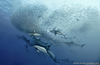 1287519737_the-sardine-run-2012-10-www_b177_ru