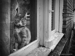 1242806248_alley_cat_by_er0k