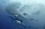1287519737_the-sardine-run-2012-10-www_b177_ru