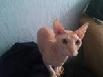 Мой зверь =)