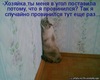 кот