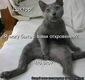 x_43c7d3ff