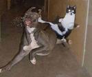 karate