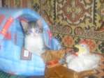 Томи