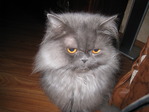 Любимчик