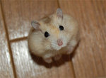 Give me food plz!