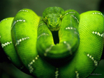 bigwallpapers_ru_piton_morelia_viridis_1600x1200