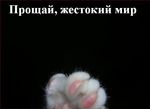 004_animals