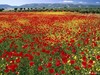 Nature_Fields__004234_.jpg